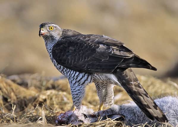 The goshawk is still struggling against the onslaught from gamekeepers.                       Picture: Rossparry.co.uk/RSPB