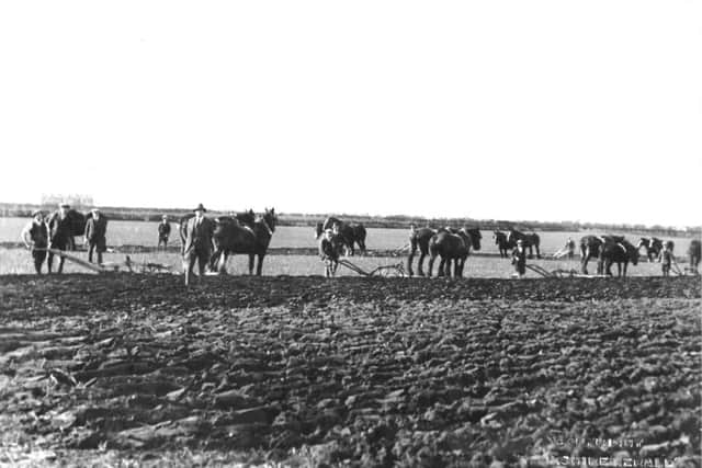 A scene at Home Farm, Helperby in 1927 showing horses ploughing in a picture supplied by Derek Train.