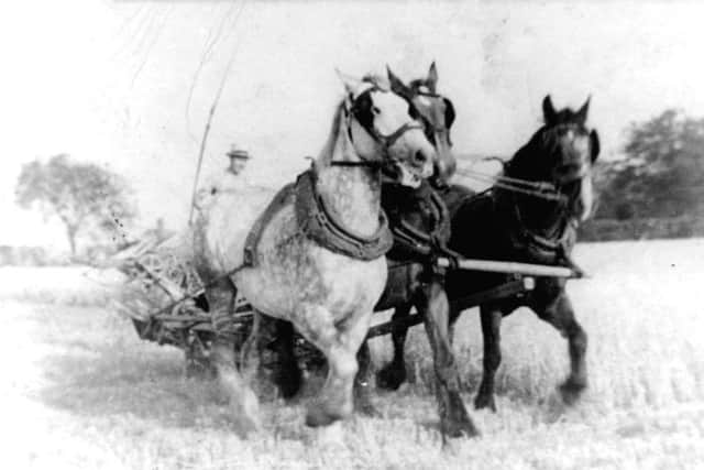 Valerie Goodbold's picture of Frank Goodbold cutting oats, three in hand with a binder in the mid 1930s.