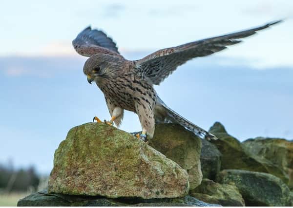 Kestrel numbers are in decline.  Pic: John Thompson.