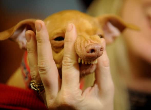 Instagram star Tuna the dog with owner Courtney Dasher meets fans at Waterstones,Leeds.