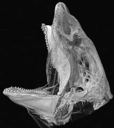 Jaws may help humans grow new teeth, shark study suggests.