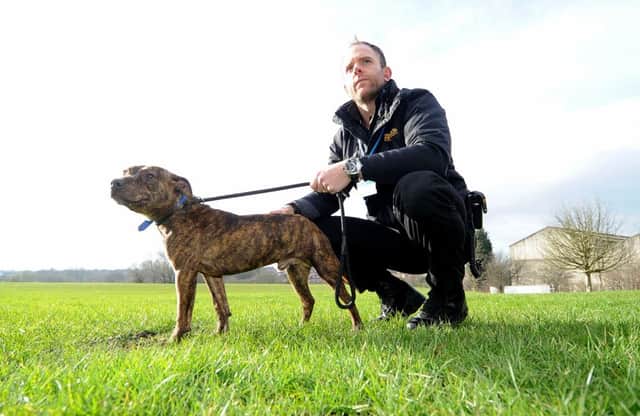 Date:11th February 2016. Picture James Hardisty.
Leeds City Council Dog Warden Gavin Jarrett, holding a young Staffordshire Bull Terrier.