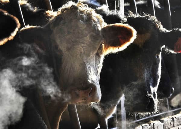 The Government's package of new measures to help halt the spread of bovine tuberculosis will be introduced early next month.
