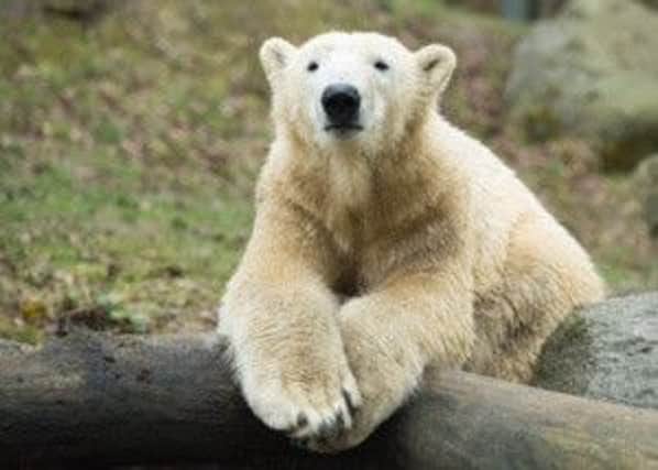 Nobby the polar bear has become the latest addition at Yorkshire Wildlife Park.  Pic: Sebastian Widmann / Tierpark Hellabrunn.
