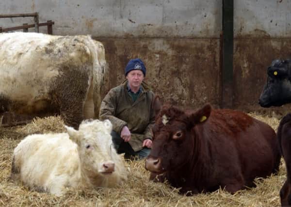 Jonathan Murray  with some Shorthorn cattle  on his farm  at Brown Hill House, Westerdale. (Gl1008/97e)