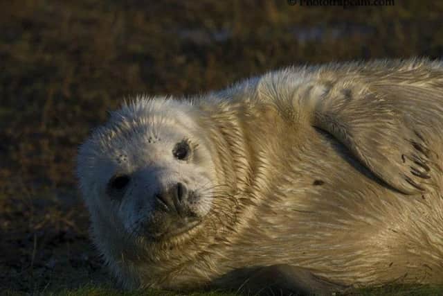 The nearby Donna Nook Nature Reserve has a population of grey seals and is a popular visitor attraction.