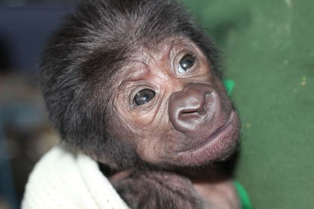 Handout photo issued by Bristol Zoo Gardens of a baby western lowland gorilla which has been born at Bristol Zoo after a very rare emergency caesarean.