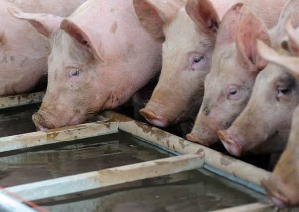 Yorkwold Pig Pro Ltd said an independent investigation had ruled out any animal welfare issues.