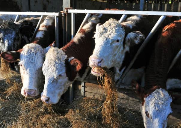 There are steps for beef farmers to take to cut their carbon footprint.  Picture: Tony Johnson