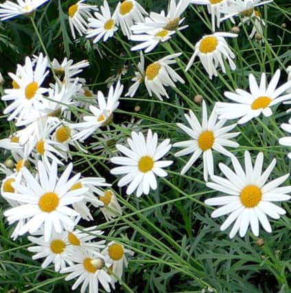 COOL CUSTOMER: The marguerite daisy is prone to frost damage.