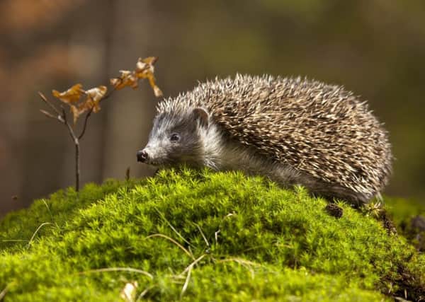 There has been a marked decline in the number of people who have seen a hedgehog in their gardens in the last year.
Photo: PA Photo/Thinkstockphotos.