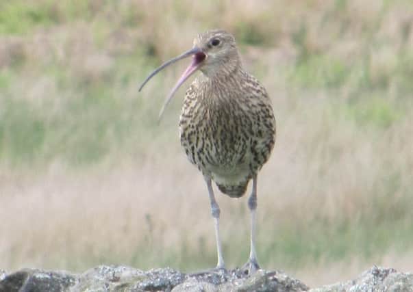 This photo of a curlew calling to its mate, perched on a dry stone wall near Bamford, was taken by David Johnson, of Glossop.