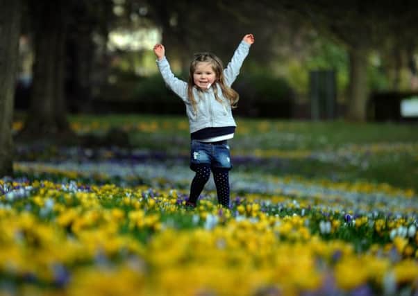 Abigail Bedford-Briggs aged 4 from Wakefield plays amonst the crocuses, Roundhay Park, Leeds...28th February 2016 ..Picture by Simon Hulme