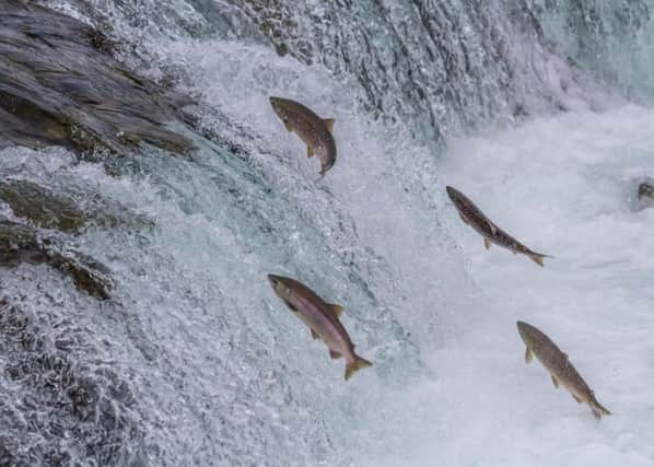 The Government is considering new legislation to open up English rivers and allow the likes of salmon to flourish once again.
