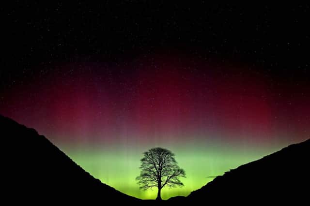 The Northern Lights, or Aurora Borealis, shine over the Sycamore Gap at Hadrian's Wall in Northumberland. (Picture: Owen Humphreys/PA Wire)