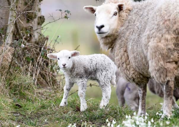 Spring lambs.