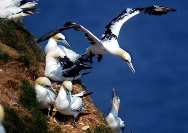 The gannet is Britains largest sea bird and around 11,000 pairs can be seen at Bempton Cliffs.   Picture: James Hardisty.