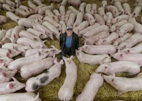 Chris Shelby with pigs that are kept on a bed and breakfast basis.  Picture: James Hardisty.
