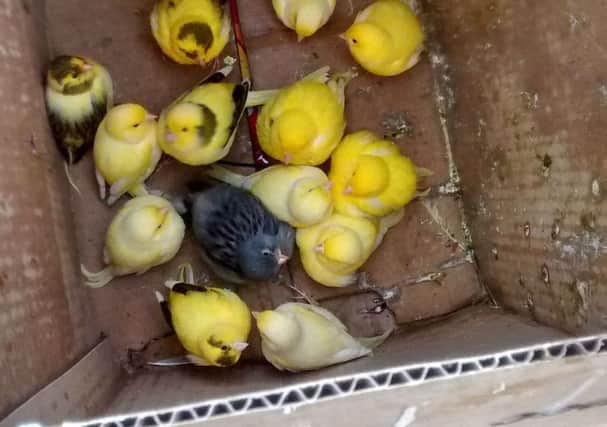More than a dozen canaries which were found left for dead after being trapped in a sealed-up cardboard box and dumped at the side of a rural road