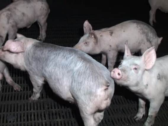 Animal Aid claims their undercover footage shows pigs living in poor conditions