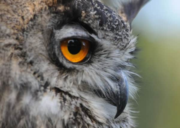 Eagle owls are thought to be at risk of persecution by both gamekeepers and conservationists, says Roger Ratcliffe.