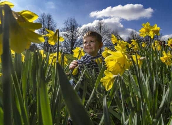 Ben Williams, 3, of Brighouse, admiring the daffodils in the grounds Temple Newsam, Leeds.