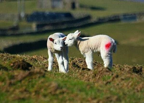 A second shooting spree on a South Yorkshire farm in the last week has left more lambs dead.