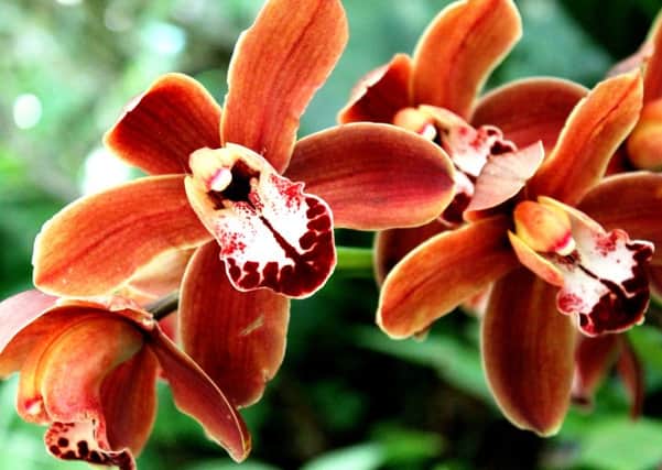 STUNNING: Orchids can flower for lengthy periods.