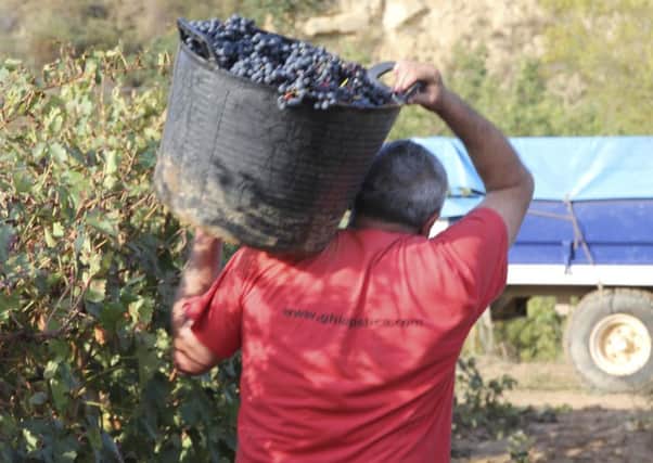 The Rioja harvest.