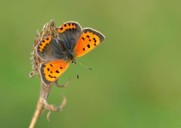 The Small Copper butterfly has joined the list of UK butterflies suffering significant declines. Picture: Bob Eade/Butterfly Conservation/PA Wire