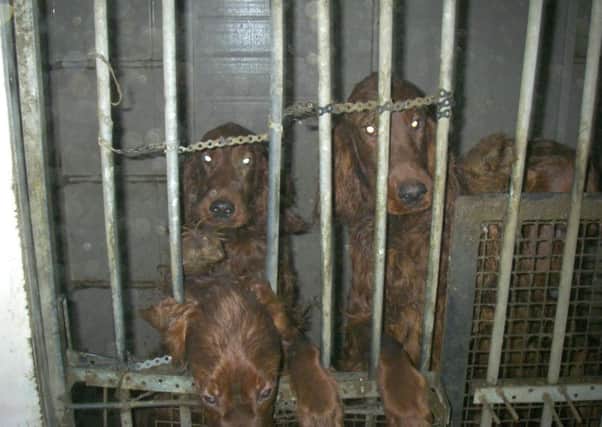 A Bradford couple were convicted after inspectors found 14 Irish Red Setters in the 'worst conditions ever seen'.