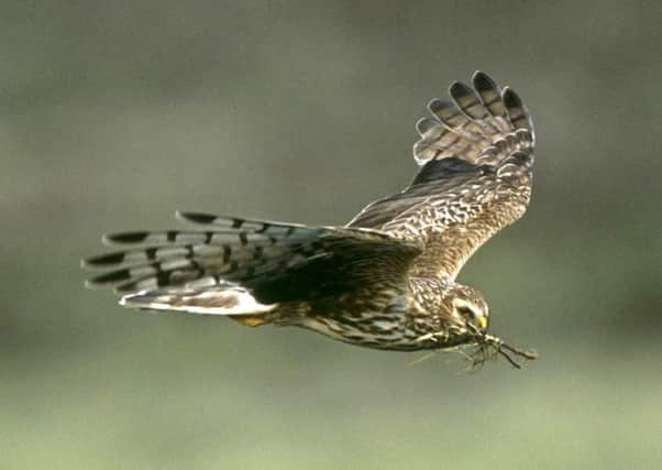 An adult female Hen harrier in flight. Picture: RSPB Images/PA Wire