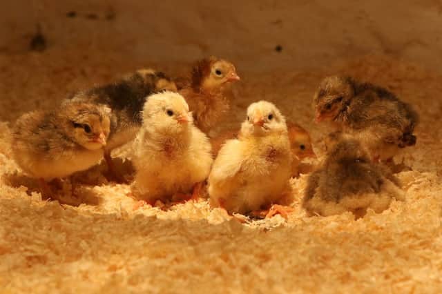 Easter at Chatsworth: Day-old chicks