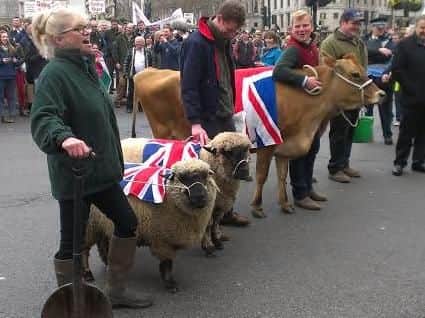 Sheep and cows join protesters on demonstration in Central London for Farmers for Action.