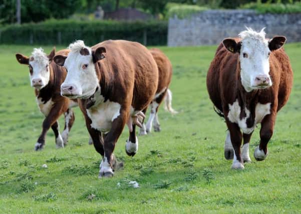 The beef price is at a five-year low, one of the many price pressures facing the region's farmers today.