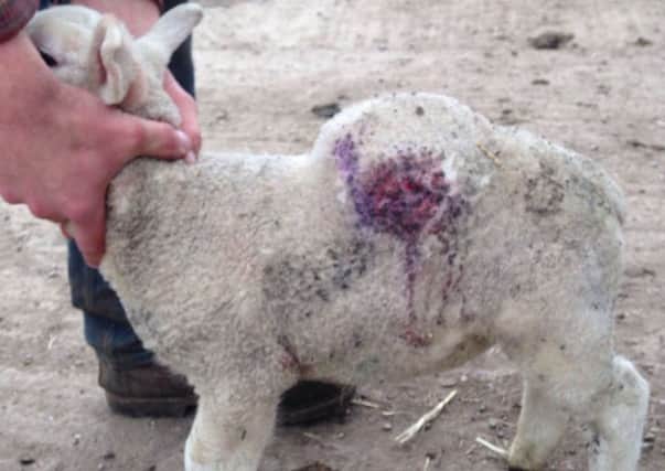 One of the lambs injured in the earlier shooting at Stoupers Gate Farm near Hatfield.