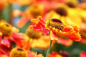 HOT STUFF: Heleniums are one of the most vivid flowers of summer.