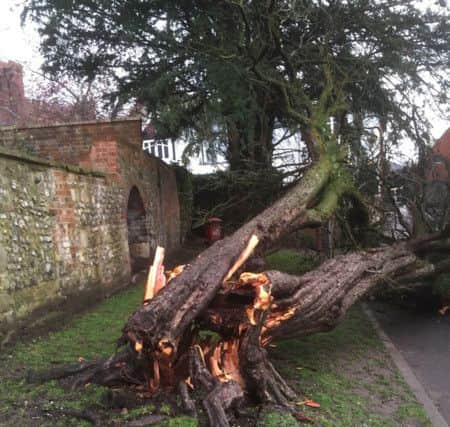 Twitter picture by Lee Hayes @lhayes70 of a fallen tree in Winchester