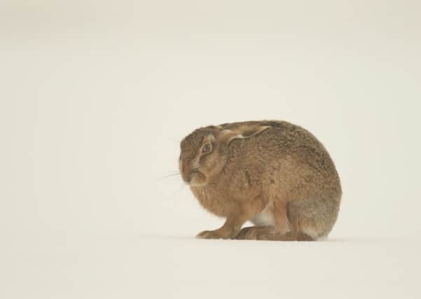 Robert Fuller captured this photograph on his snow safari to look for hares.