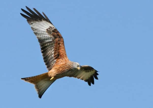 Red kites put in an appearance on a wonderful walk with the dogs.