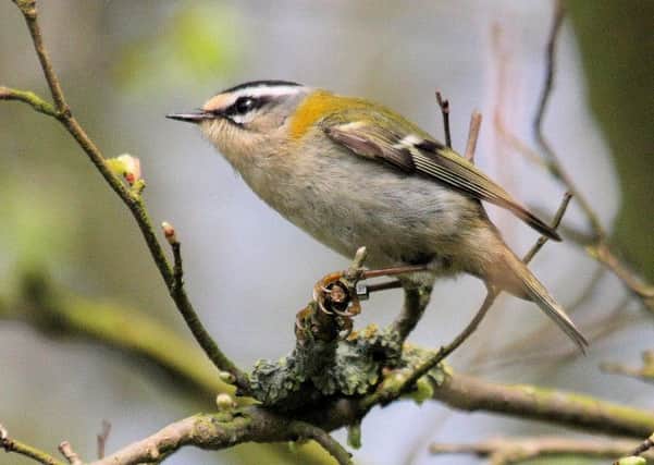 Migrating firecrests are starting to turn up along the Yorkshire coast.  Picture: Mike Flowers