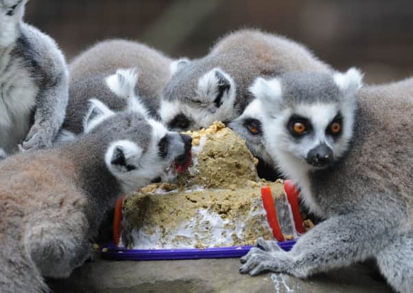 Lemurs Hazel and Haribo enjoy a specially prepared cake on their first birthday at the Yorkshire Wildlife Park.Picture Scott Merrylees