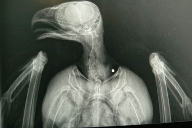 An x-ray image of the pellet lodged by the bird's throat.