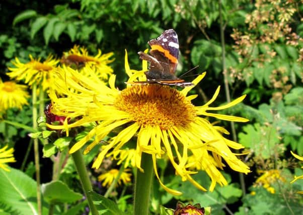 FEEDING TIME: Butterflies can't resist nectar-rich plants.