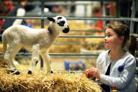 Six-year-old Alice Gawthorpe meets a lamb at Springtime Live at the Great Yorkshire Showground, Harrogate.   Pictures: Jonathan Gawthorpe