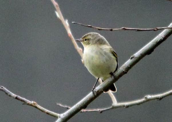 The chiffchaff has increased enormously in number in the UK since the mid-1990s.    Pic: Ian Rowley