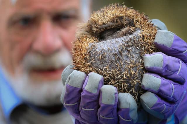 Frankie the hedgehog is being cared for by Allan Broadhead, of Barnsley. Picture: Ross Parry Agency