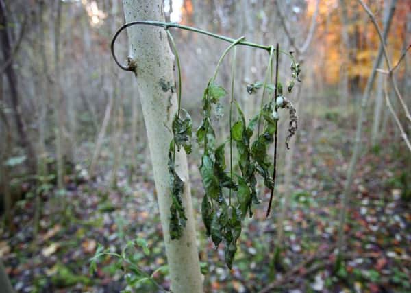 A common ash with wilting leaves, one of the symptoms of the deadly fungal disease ash dieback.