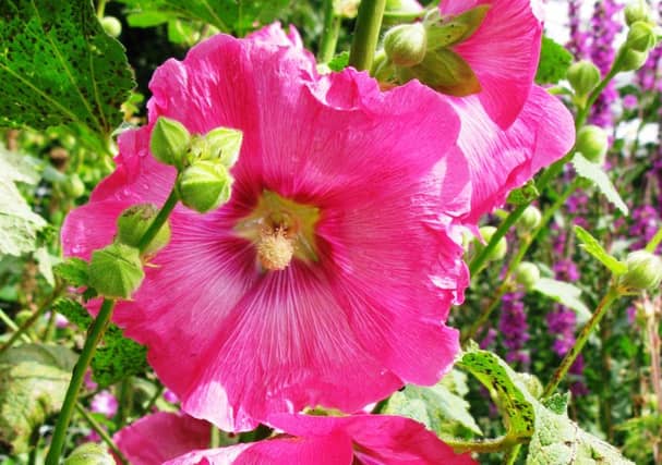 Hollyhock